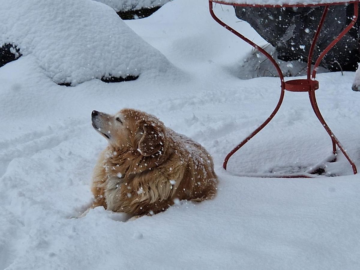 Chalet Gotthelf Gartenstudio, Ferien Mit Hund Adelboden Exterior photo